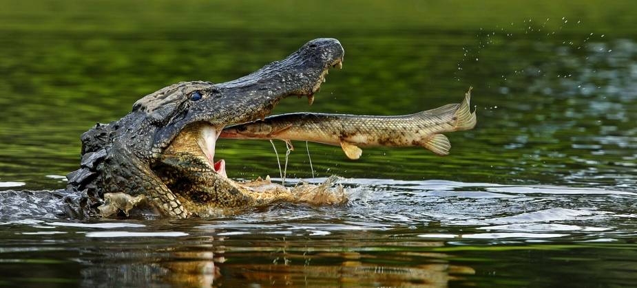 Alligator_Snap_of_t_822939o.jpg